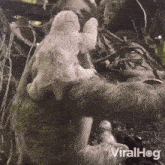 Embracing Sloth GIF - Embracing Sloth Viralhog GIFs