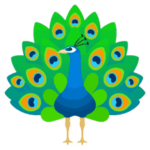 peacock colored
