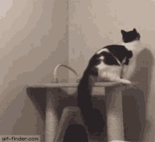 Cat Ninja Out GIF - Cat Ninja Out Funny Animals GIFs