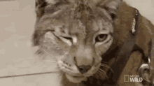 Winking Lynx GIF - Dr K Exotic Animal Er Exotic GIFs