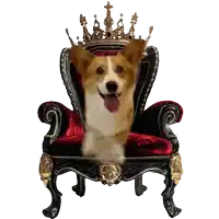 a corgi dog is sitting on a throne with a crown on it
