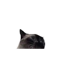 a cat 's head is cut out of a piece of paper on a white background .
