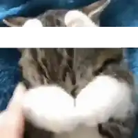 a close up of a cat sleeping on a blue blanket with a white stripe .