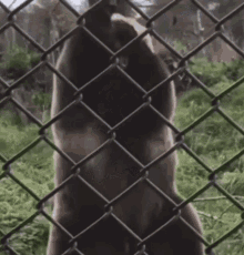 Grizzly Dance GIF - Grizzly Dance GIFs