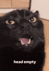 a black cat with its mouth open and the words head empty written below it