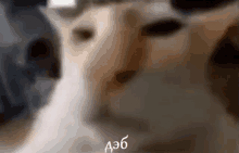 Suscat Deb Meme
