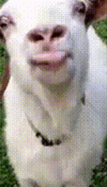 Goat Tongue GIF