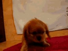 Ruby Puppy GIF - GIFs