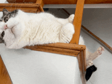 Cat Doobie Cat GIF - Cat Doobie Cat GIFs