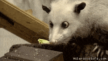 a opossum is eating a piece of lettuce and looking at the camera