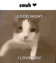 Smuh Cat GIF - Smuh Cat Silly GIFs