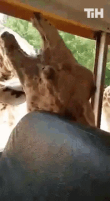 Giraffe This Is Happening GIF - Giraffe This Is Happening Snatch Food GIFs