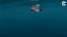 Orca Slaps GIF - Orca Slaps Stingray GIFs