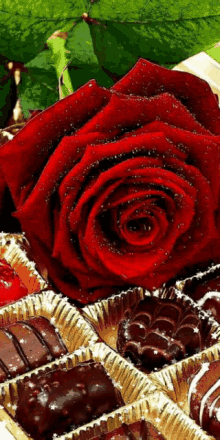 Csoki Roses GIF - Csoki Roses GIFs