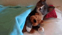 Cute Kitty GIF - Teddy Bear Cats GIFs