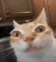 Weird Cat Gremlin Cat GIF - Weird Cat Gremlin Cat Goblin Cat GIFs