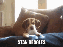 Beagles Stan GIF - Beagles Stan Beagle GIFs