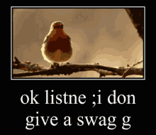 Bird Don Give A Swag G GIF - Bird Don Give A Swag G GIFs
