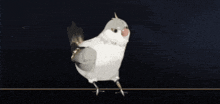 a small white bird is walking on a line .