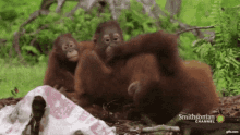 Orangutan Baby Orangutan GIF - Orangutan Baby Orangutan Monkey GIFs