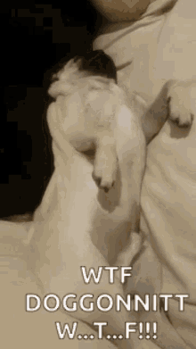 a dog is sleeping on a person 's lap and the caption reads wtf doggonitt w t f !!!
