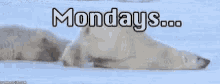 Mondays Polar Bear GIF - Mondays Polar Bear Crawl GIFs