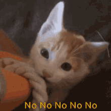 Cat No No No GIF - Cat No No No No GIFs