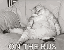 Lazy Fat Cat GIF - Lazy Fat Cat On The Bus GIFs