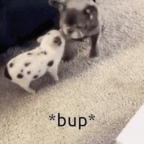 bup gif