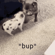 Ollie Bup Ollie Boops GIF - Ollie Bup Ollie Boops Pig Boop GIFs