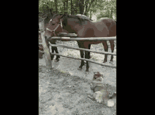 Horse Stanka GIF - Horse Stanka Gjuric GIFs