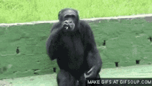 Chimp Smoking GIF - Chimp Smoking Monkey GIFs