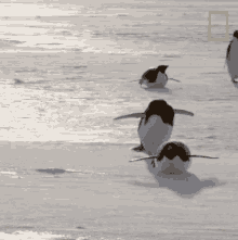 Gliding Penguins Continent7 GIF - Gliding Penguins Continent7 Antarctica GIFs