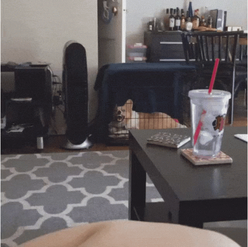 untitled.gif