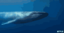 Whale Swimming GIF - Whale Swimming Nature GIFs
