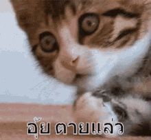 แมวตกใจ GIF - Shocking Cat Shocked Cat GIFs