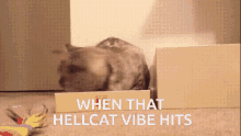 Hellcat GIF - Hellcat GIFs
