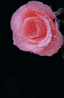 rose nurigallery