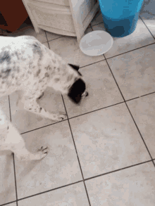 Mydog Dog Eating GIF - Mydog Dog Eating Looking For Food GIFs