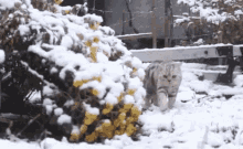 Cat In Snow Snow GIF - Cat In Snow Snow Surinoel GIFs