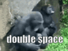 Double Space Monkey GIF - Double Space Monkey Monkey Mad GIFs