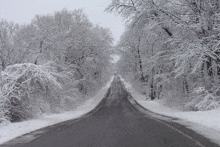 a snowy road with trees on both sides