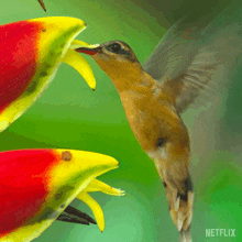 Eating Nectar Our Living World GIF - Eating Nectar Our Living World Having Some Nectar GIFs