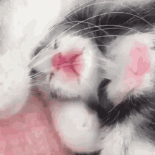 Kitty Purr GIF - Kitty Purr Relaxed GIFs
