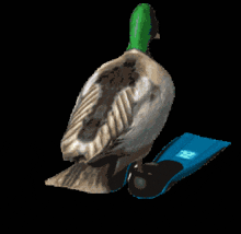 a duck with a green head and yellow beak is standing on blue skis