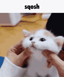 Sqosh Cat GIF