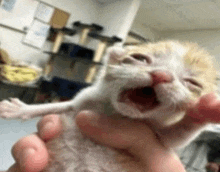 Cat Cat Meme GIF - Cat Cat Meme Funny Cat GIFs