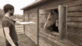 Horse Andrew Hussie GIF - Horse Andrew Hussie Horsie GIFs