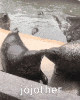 Jojother Seal GIF - Jojother Seal Kiss GIFs