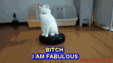 Fabulous Bitch GIF - Fabulous Bitch Kitty GIFs